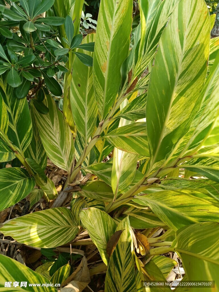 翠绿斑斓的热带观叶植物