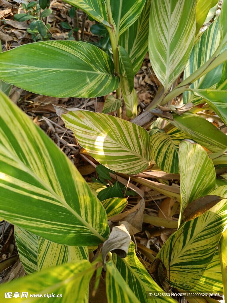 斑斓条纹绿植特写