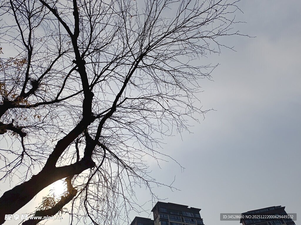 冬日枯树与远处高楼