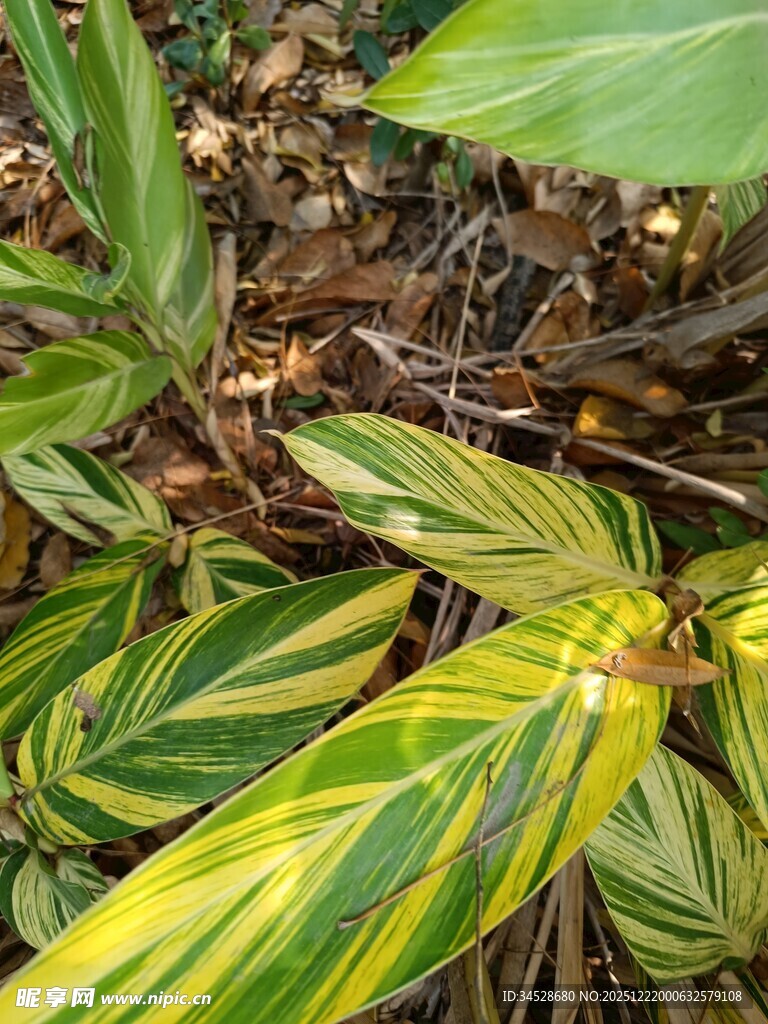 黄绿条纹叶片植物特写
