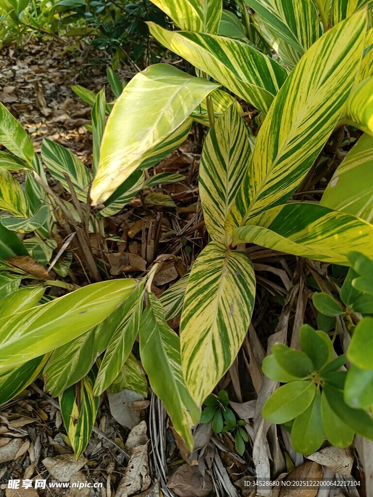 黄绿相间的斑斓观叶植物