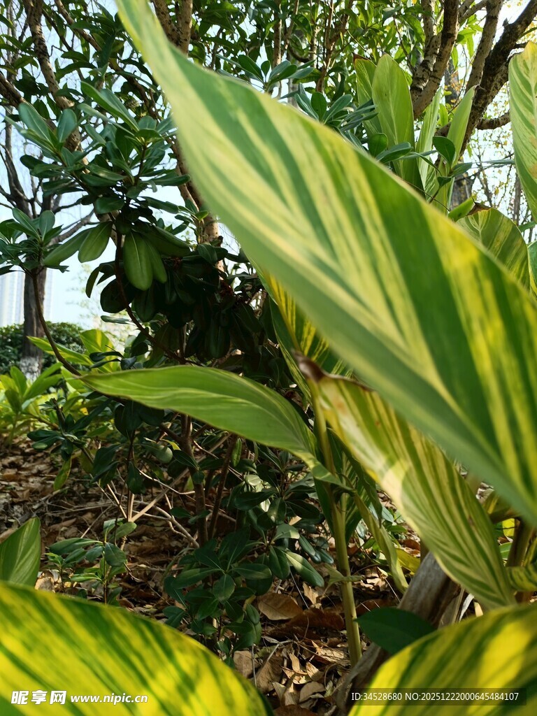 黄绿条纹叶片的植物