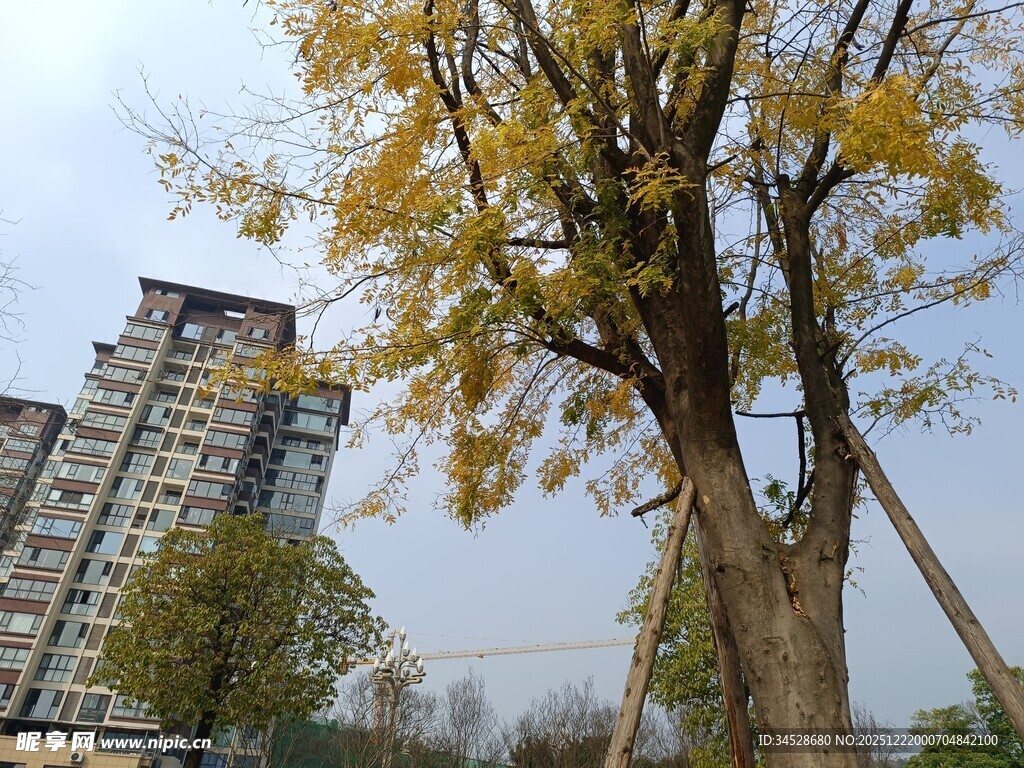 秋日银杏与高楼景致