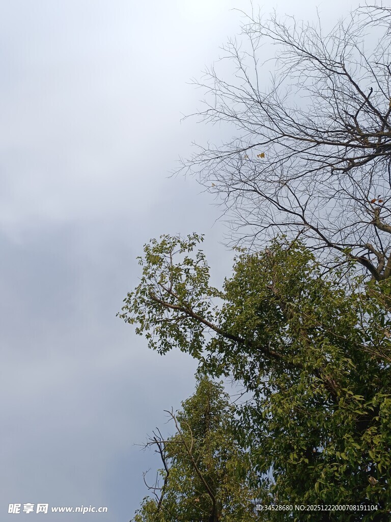 枯树与绿树的天空景象