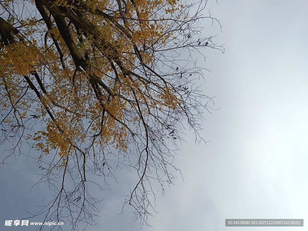 仰望秋日金黄树枝