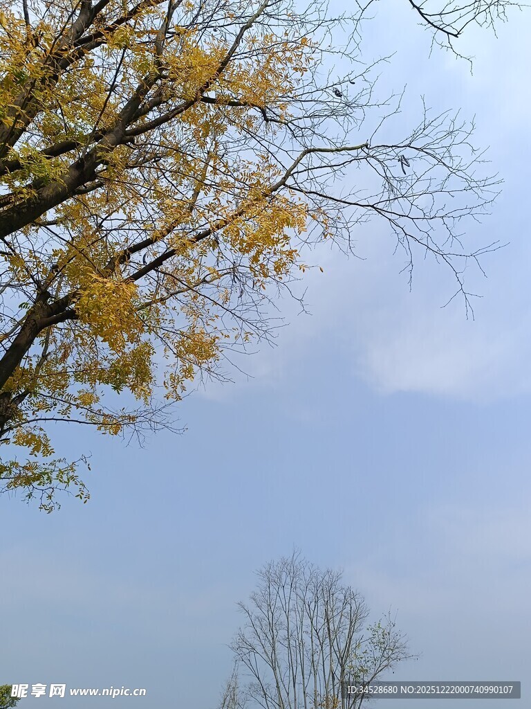 秋日银杏树枝映蓝天