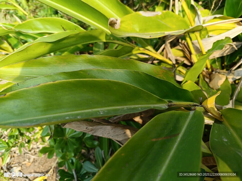 翠绿宽大叶片的热带植物