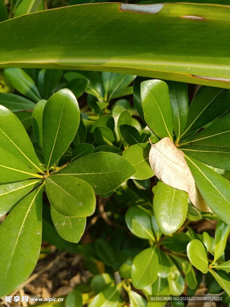 翠绿叶片间的白色花朵