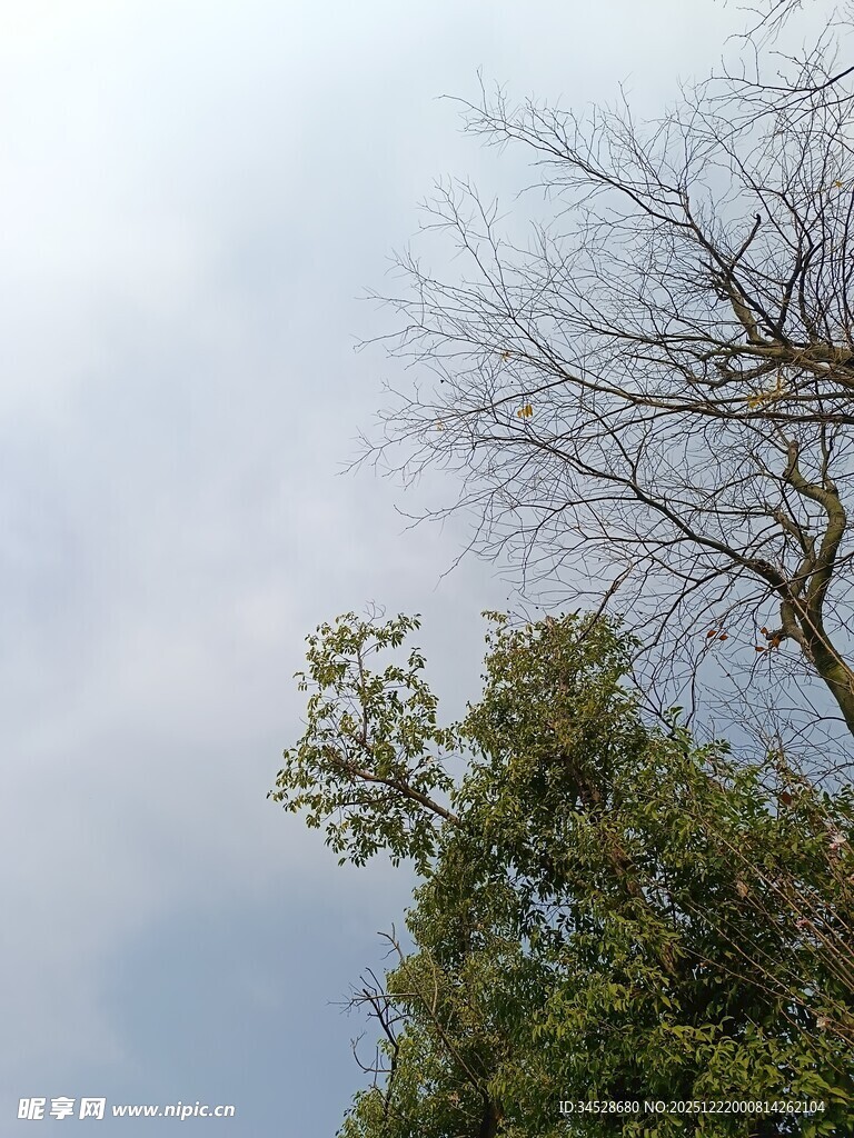 枯树与绿树的天空景象