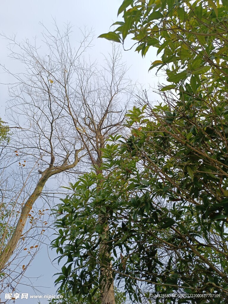 枯树与绿树相映成趣