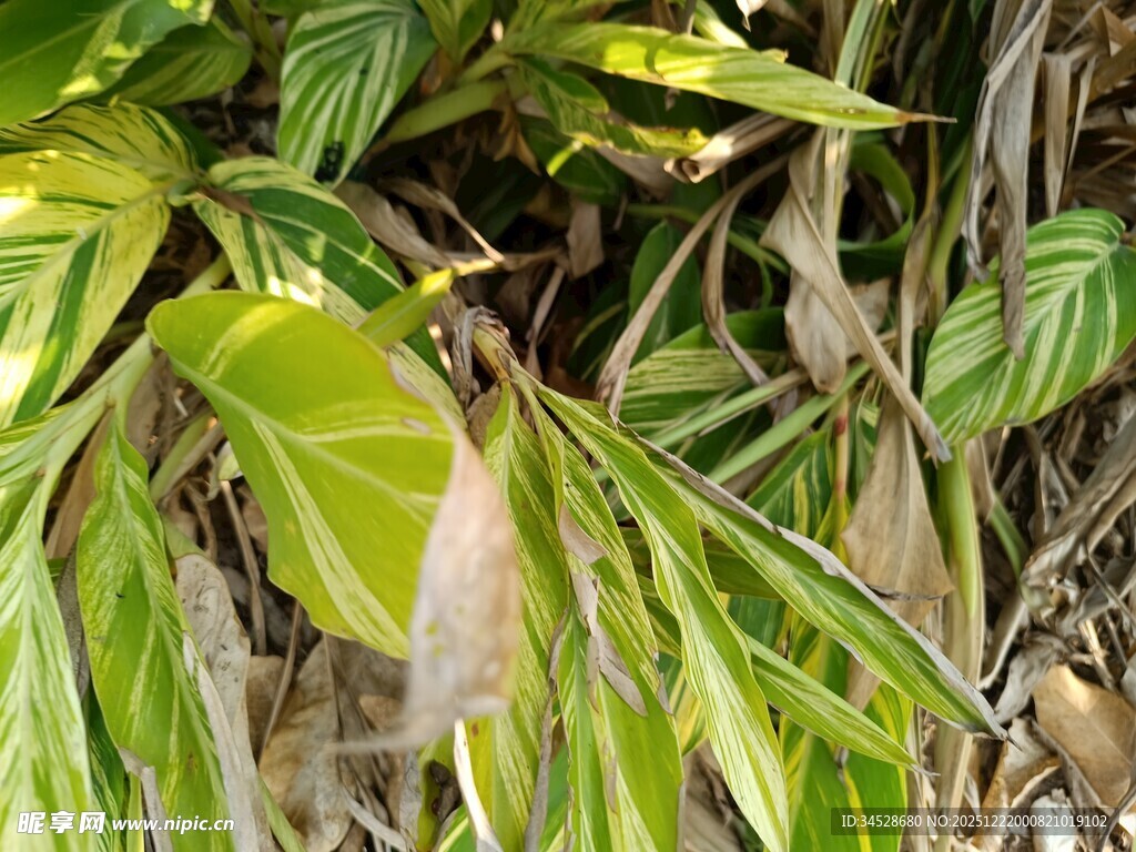 翠绿斑斓的热带叶片特写