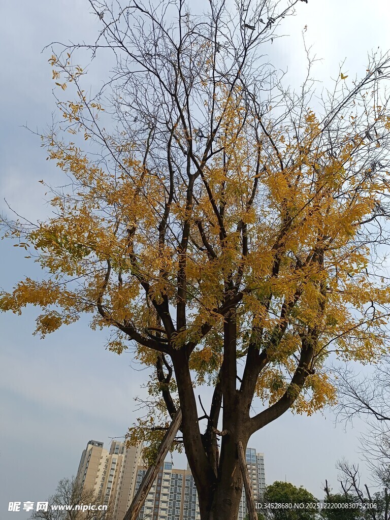 秋日银杏树枝叶金黄