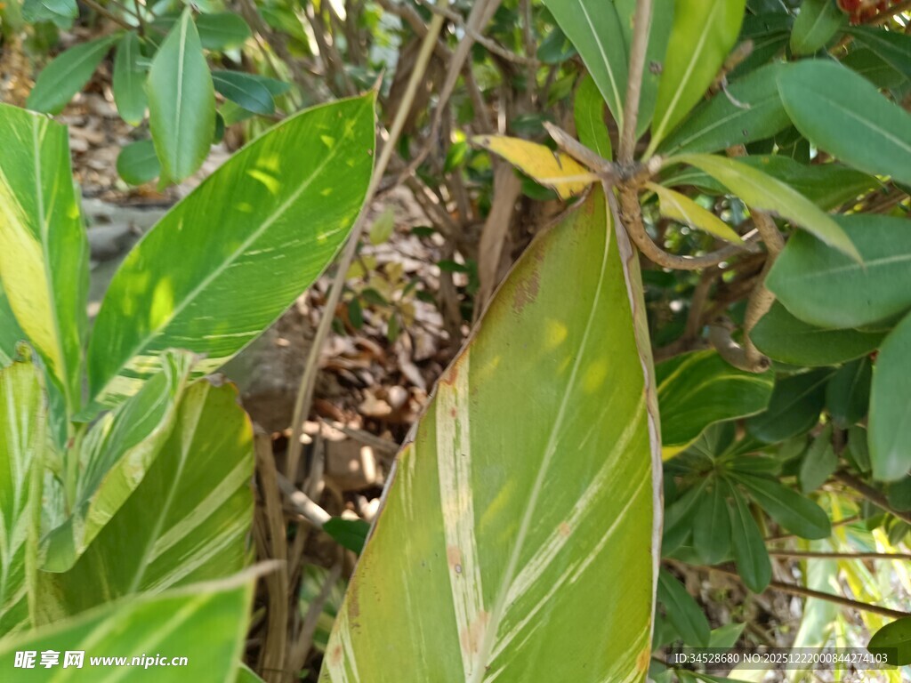 绿叶间的奇特植物景观
