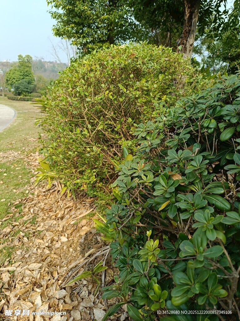 路边绿意盎然的灌木丛