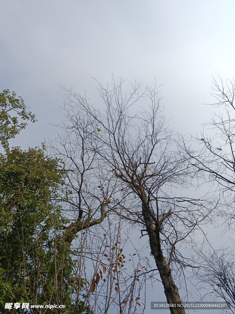 冬日枯树与葱郁树木同框