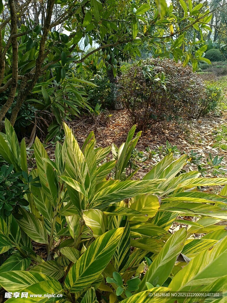 绿意盎然的自然植物景观