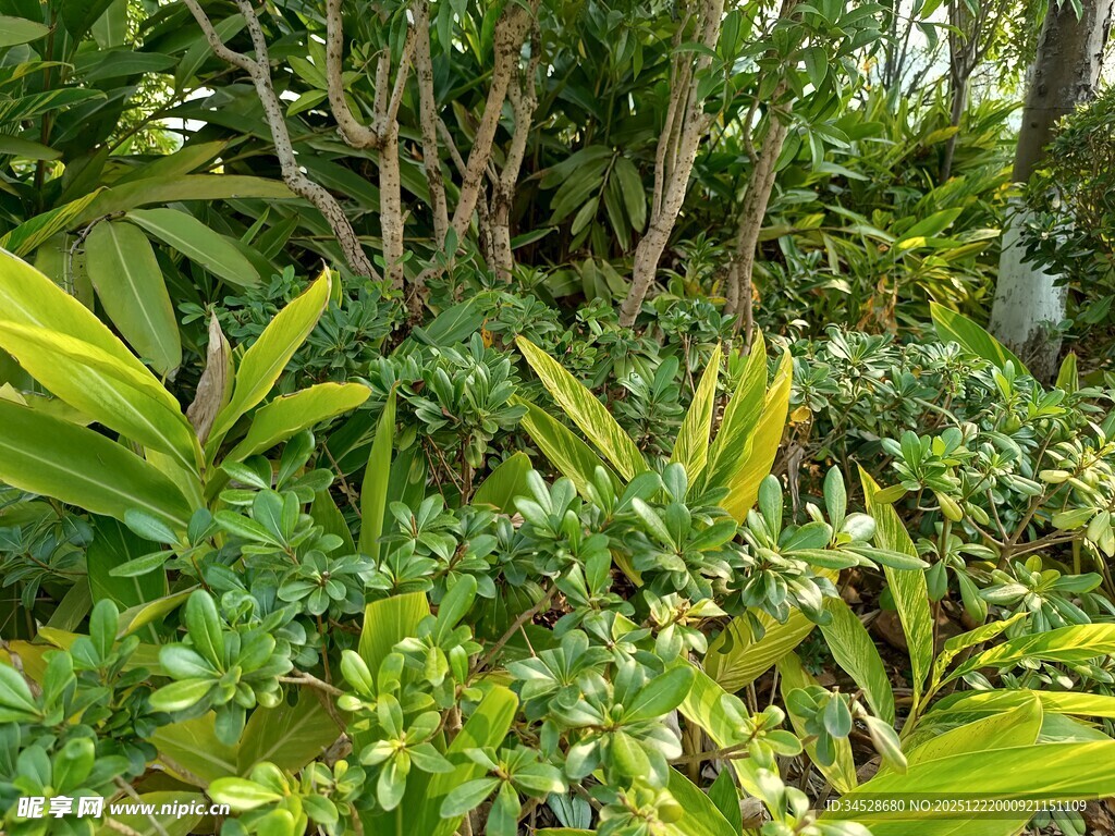 繁茂绿植景观
