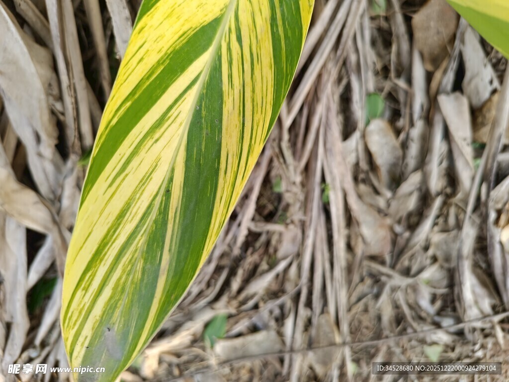 黄绿条纹叶片与根系特写