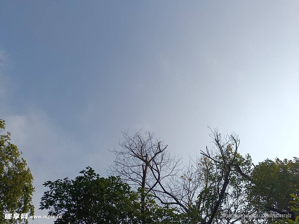 蓝天绿树间的光秃树枝