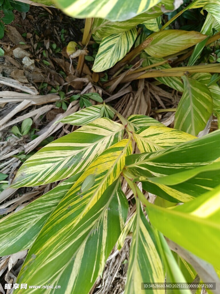 斑斓条纹叶片的绿植