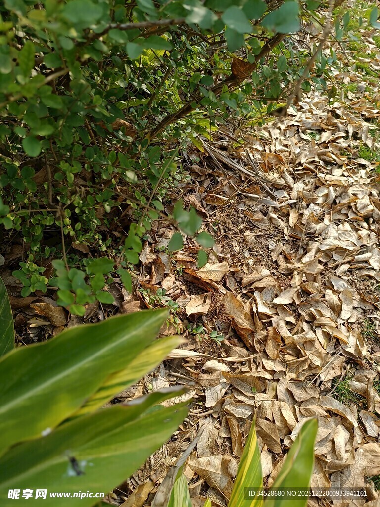 林间落叶与绿植景象