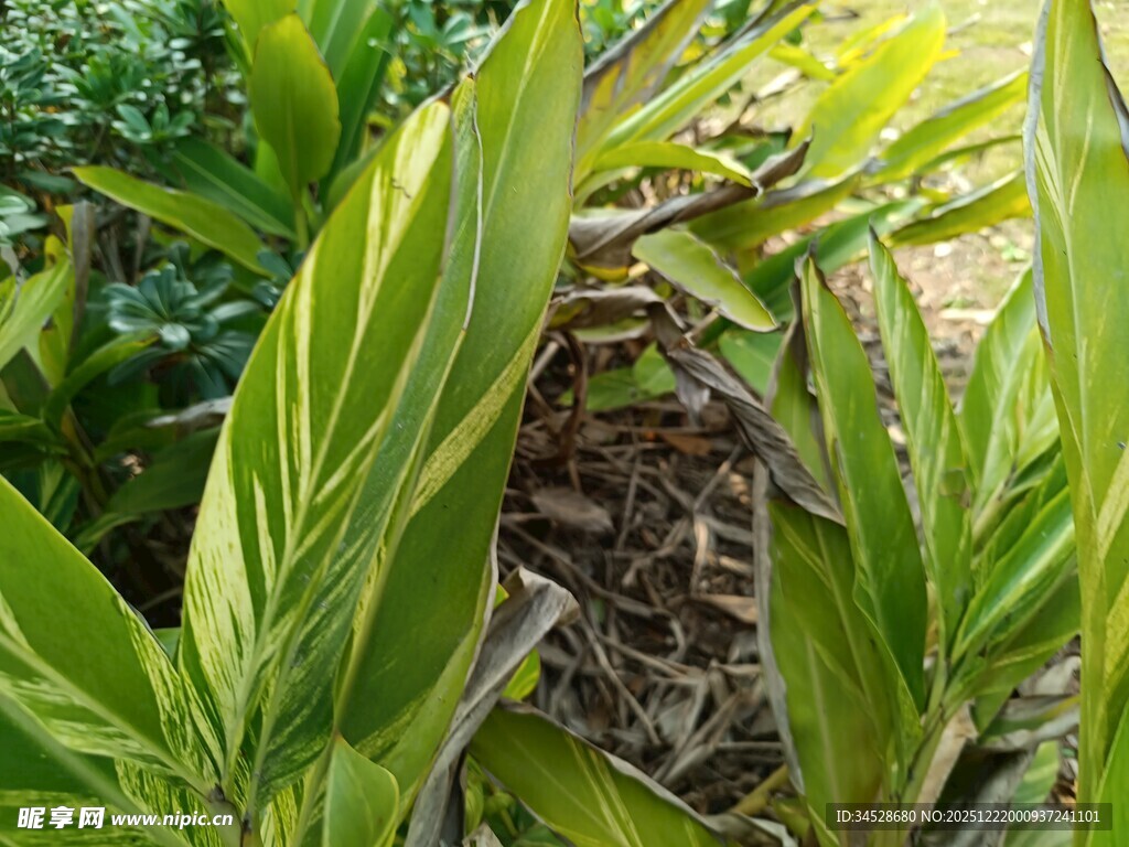 翠绿叶片下的隐秘鸟巢