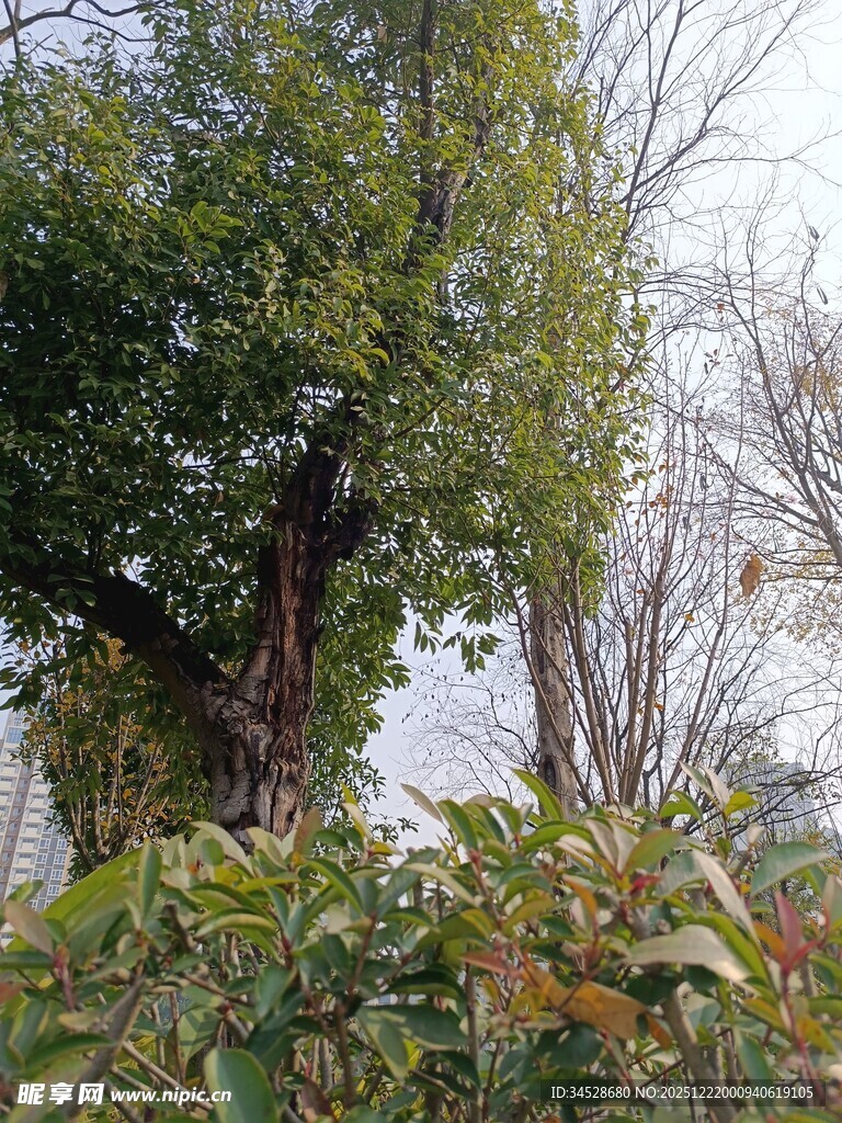 庭院中的繁茂绿植