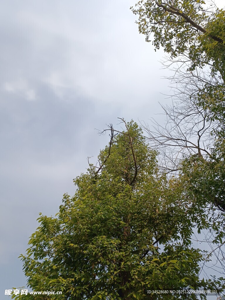 树梢上的天空与枝叶