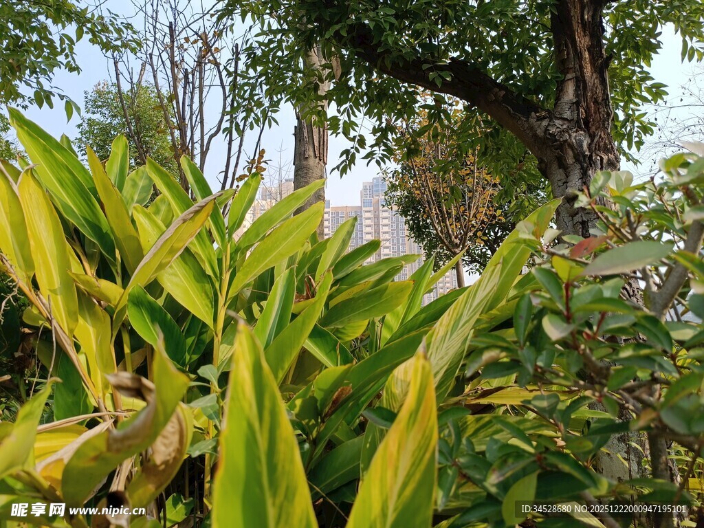 翠绿植物与繁茂树木景观
