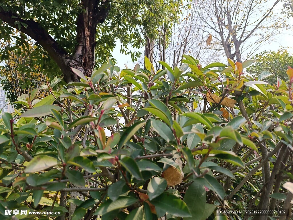 绿叶繁茂的户外植物景观