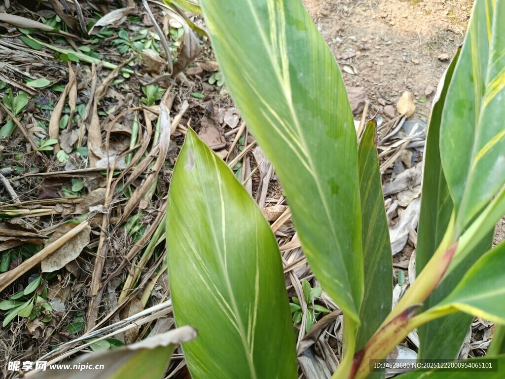 翠绿叶片的植物特写