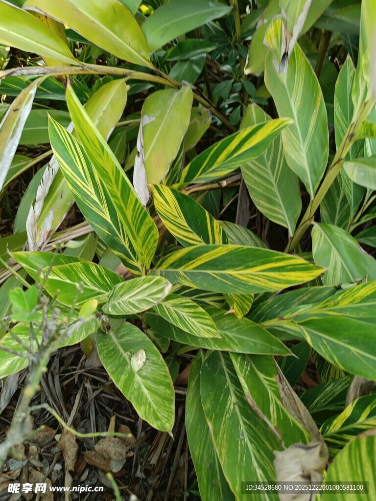 翠绿斑斓的多彩叶片植物