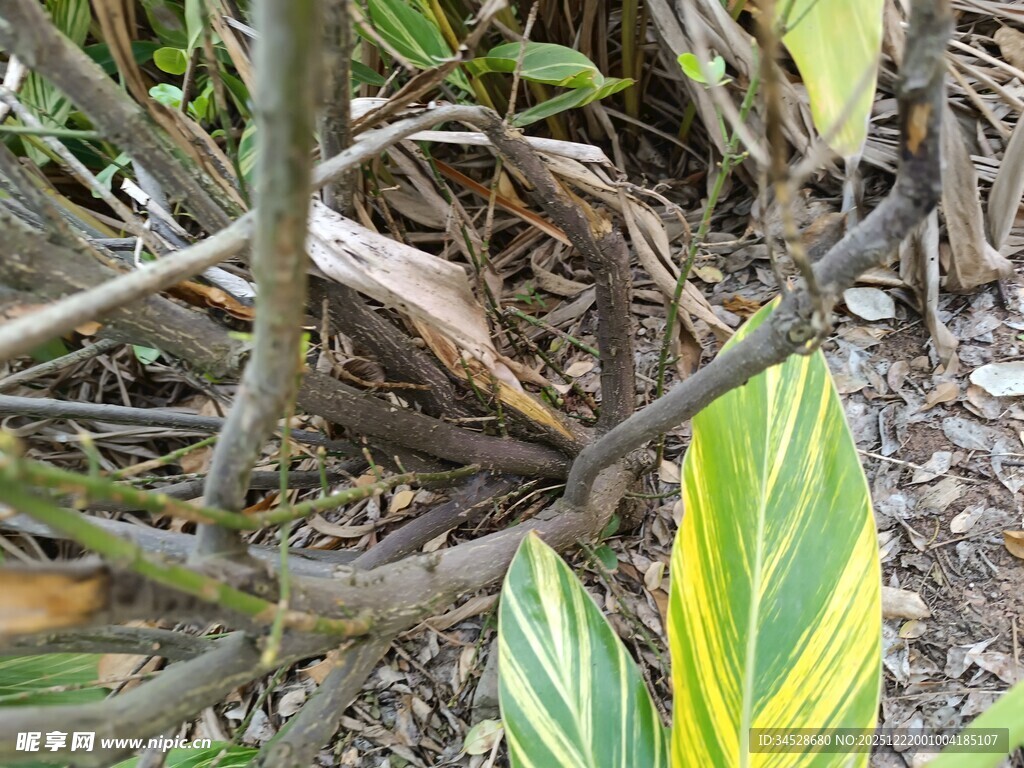 多彩叶片与交错枝干景观