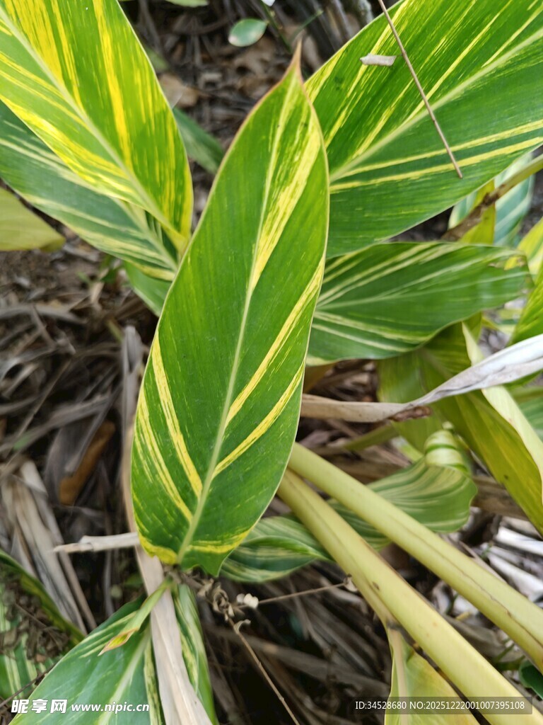 黄绿条纹叶片的植物特写