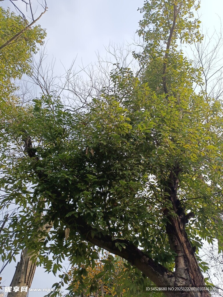 仰视繁茂绿树景观