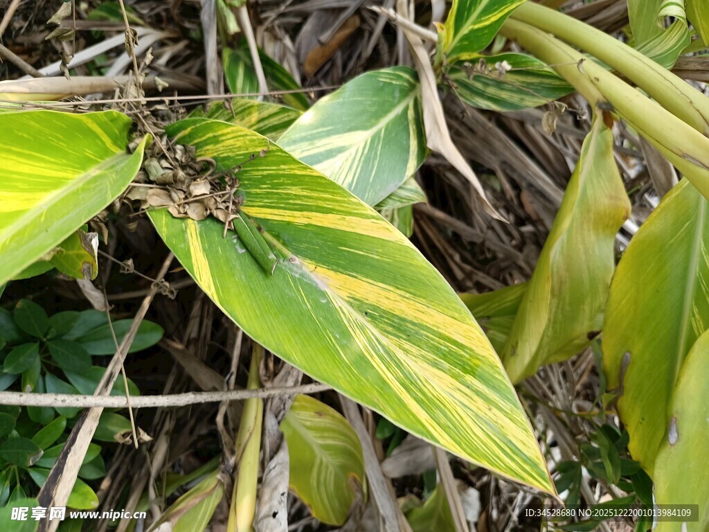 黄绿相间的植物叶片