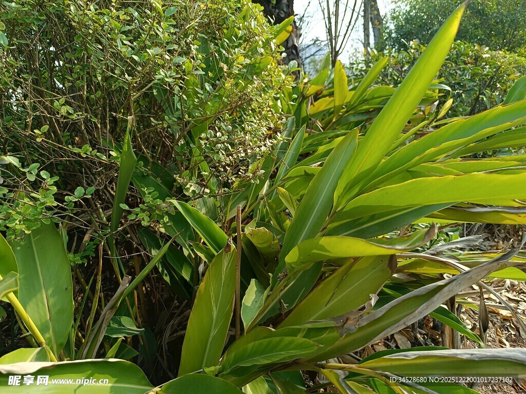 翠绿植物展现自然生机