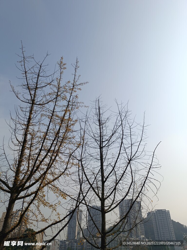 冬日枯树与远处城市景观