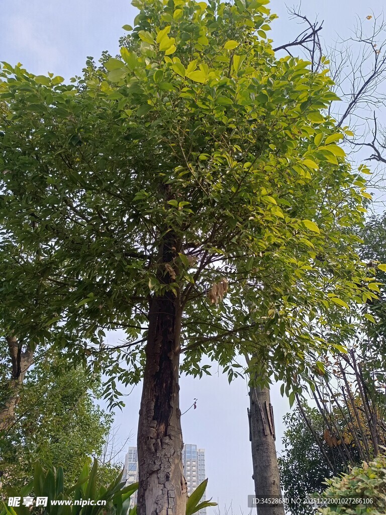 高大葱郁的绿树