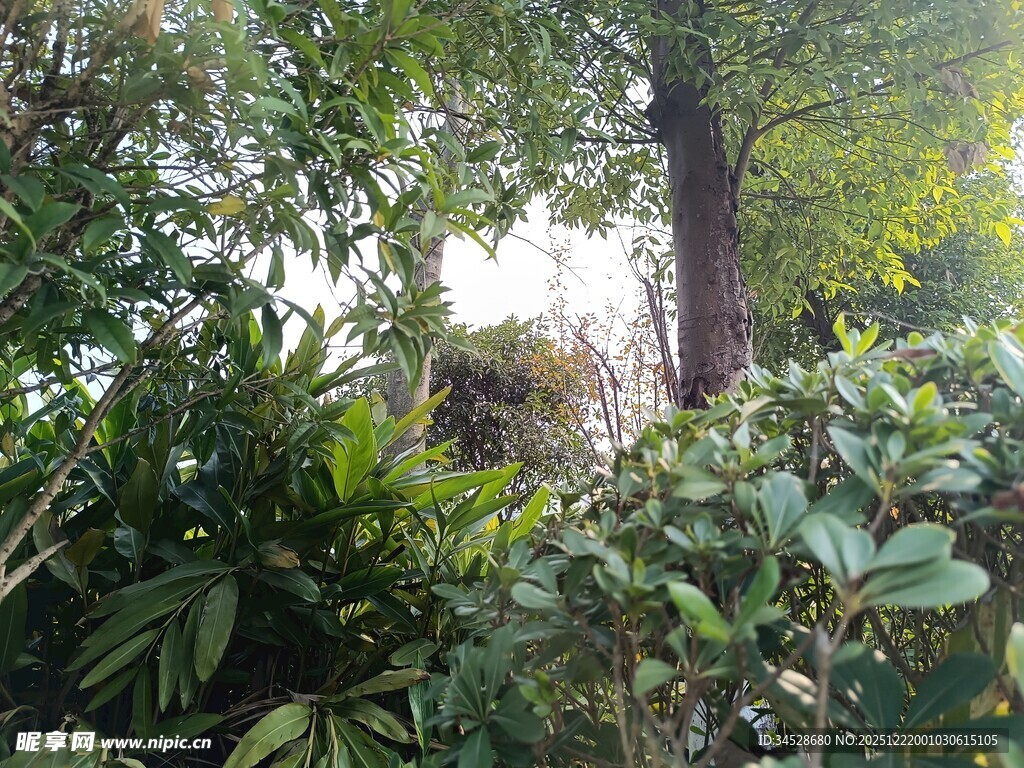 繁茂绿植中的高大树木