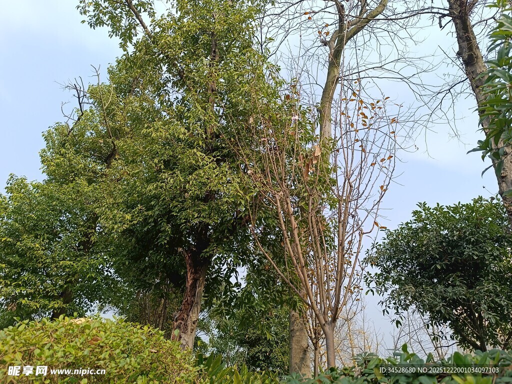 户外繁茂树木景观