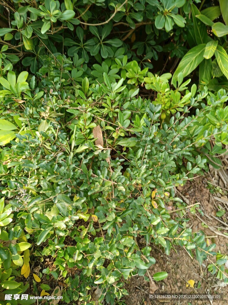 绿叶间的生机盎然植物