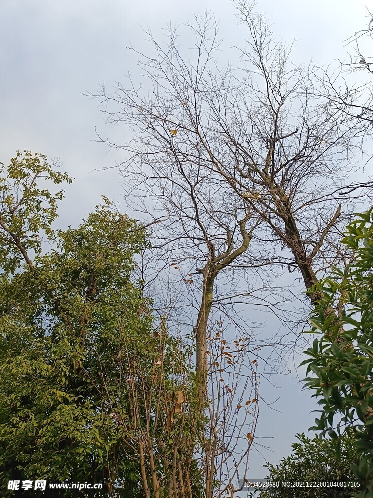 枯树与绿树相映的景致