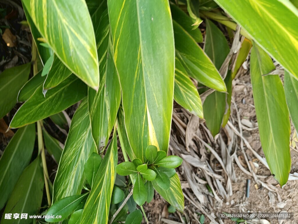 翠绿叶片的植物特写