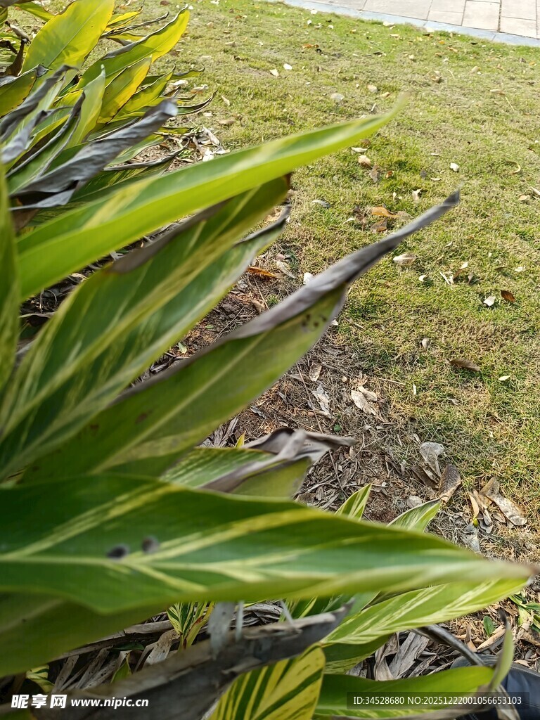 翠绿叶片与草地景观