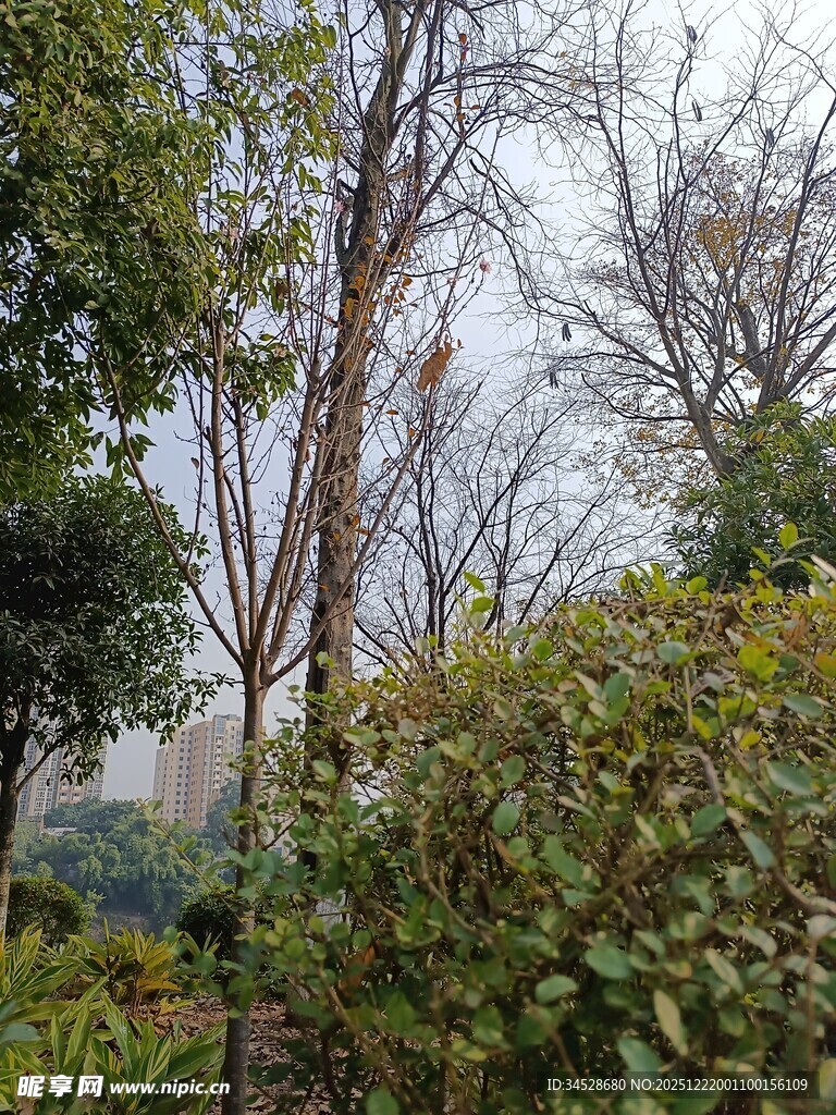 户外树林绿植景观