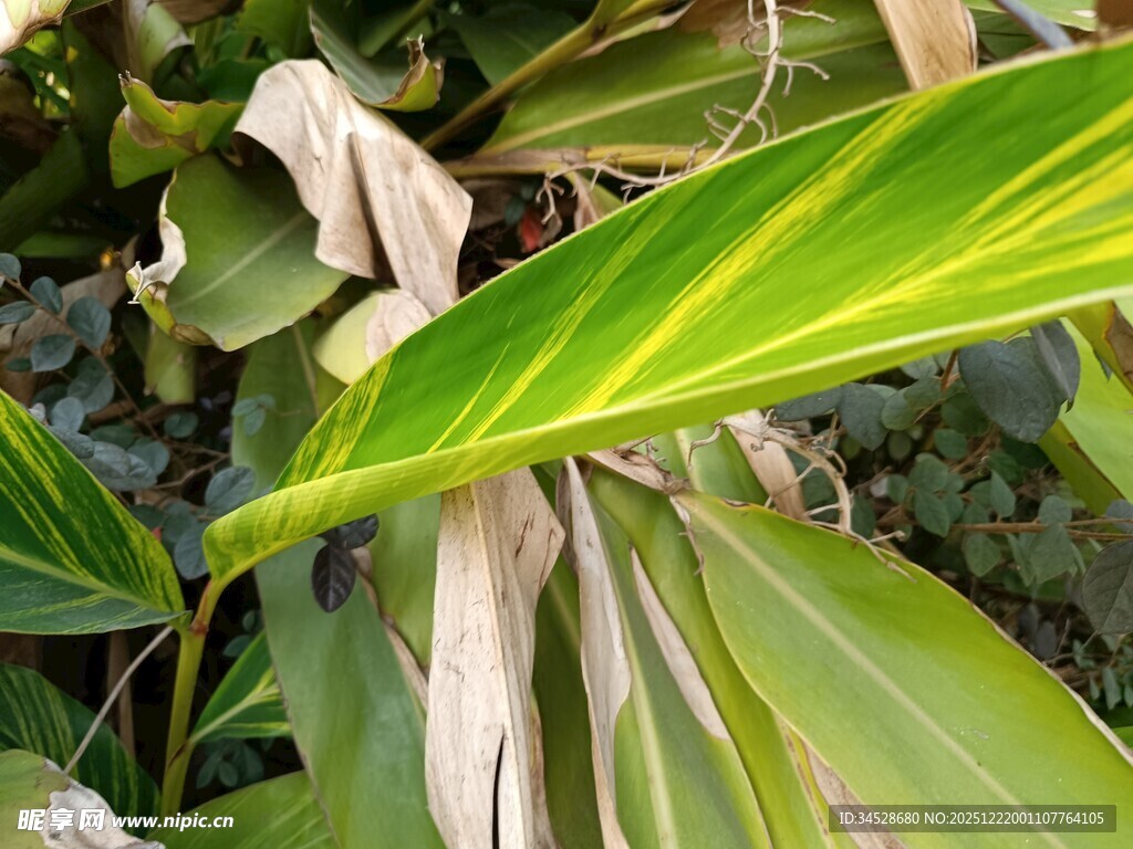 翠绿斑斓的热带植物叶片