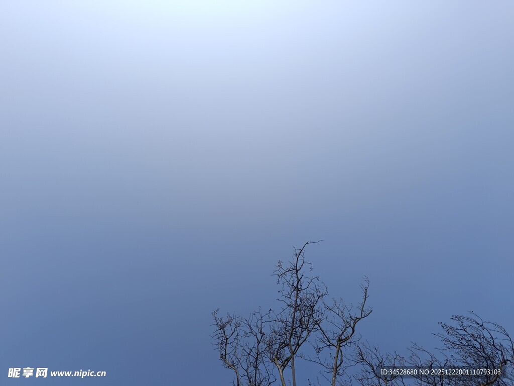 蓝天树枝剪影