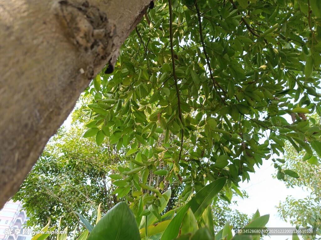 仰视葱郁树木枝叶景观