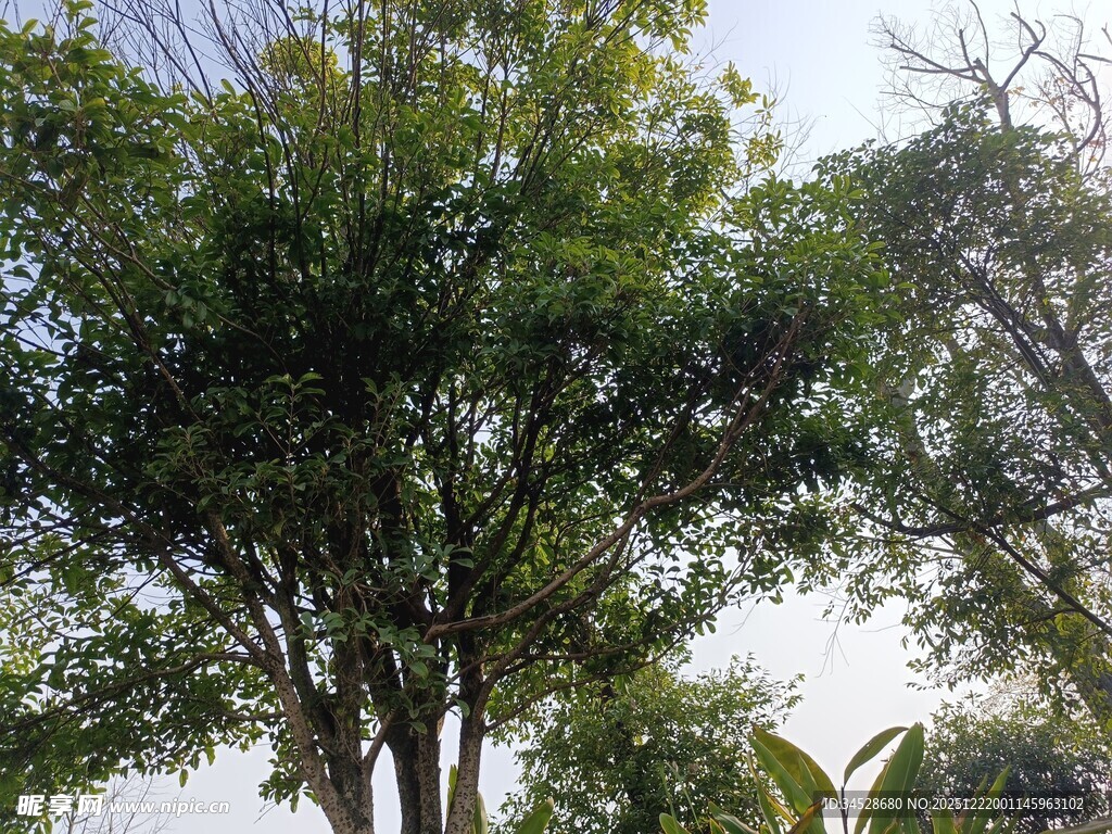 高大葱郁的绿树